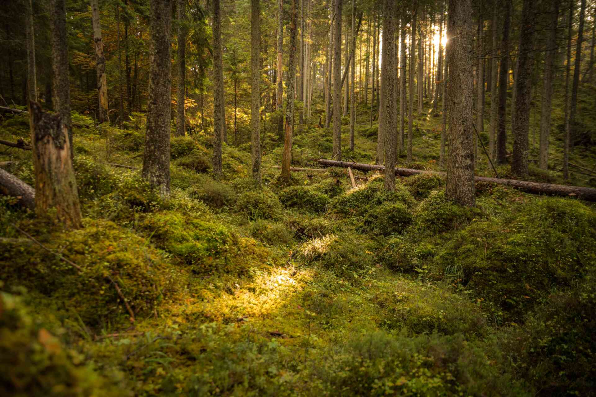 Wald in der Alpenwelt Karwendel.