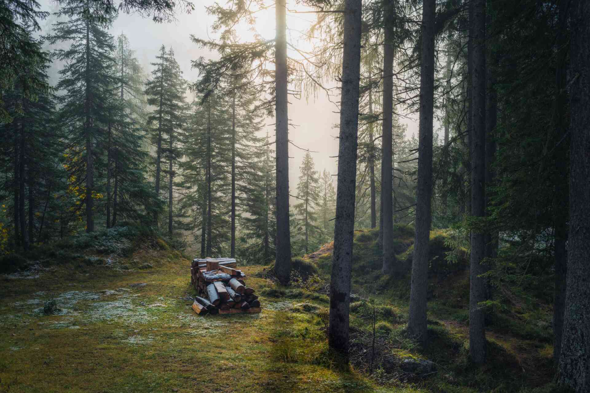 Ein Holzhaufen im Wald.