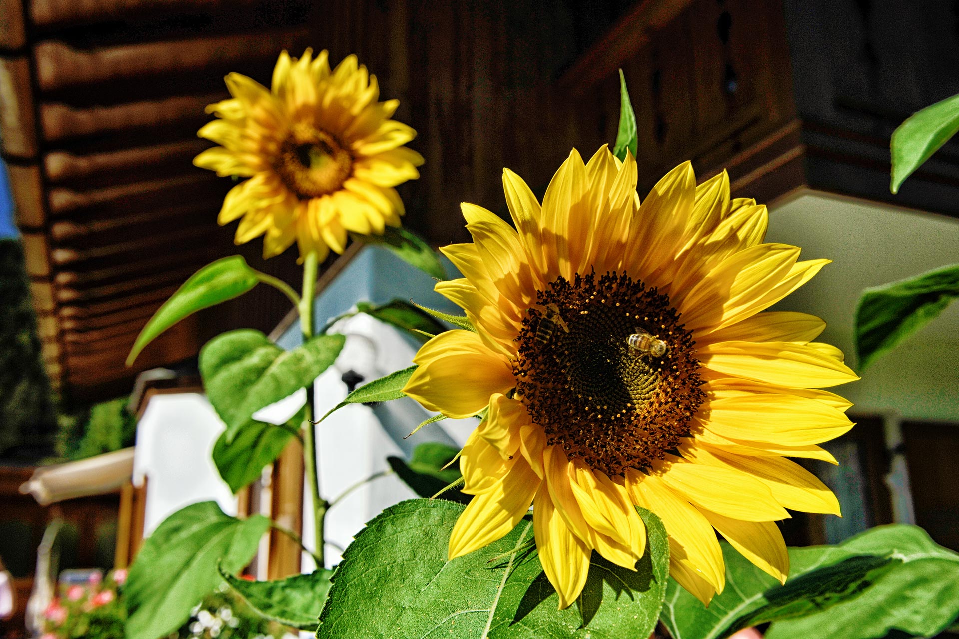 Sonnenblumen Terasse