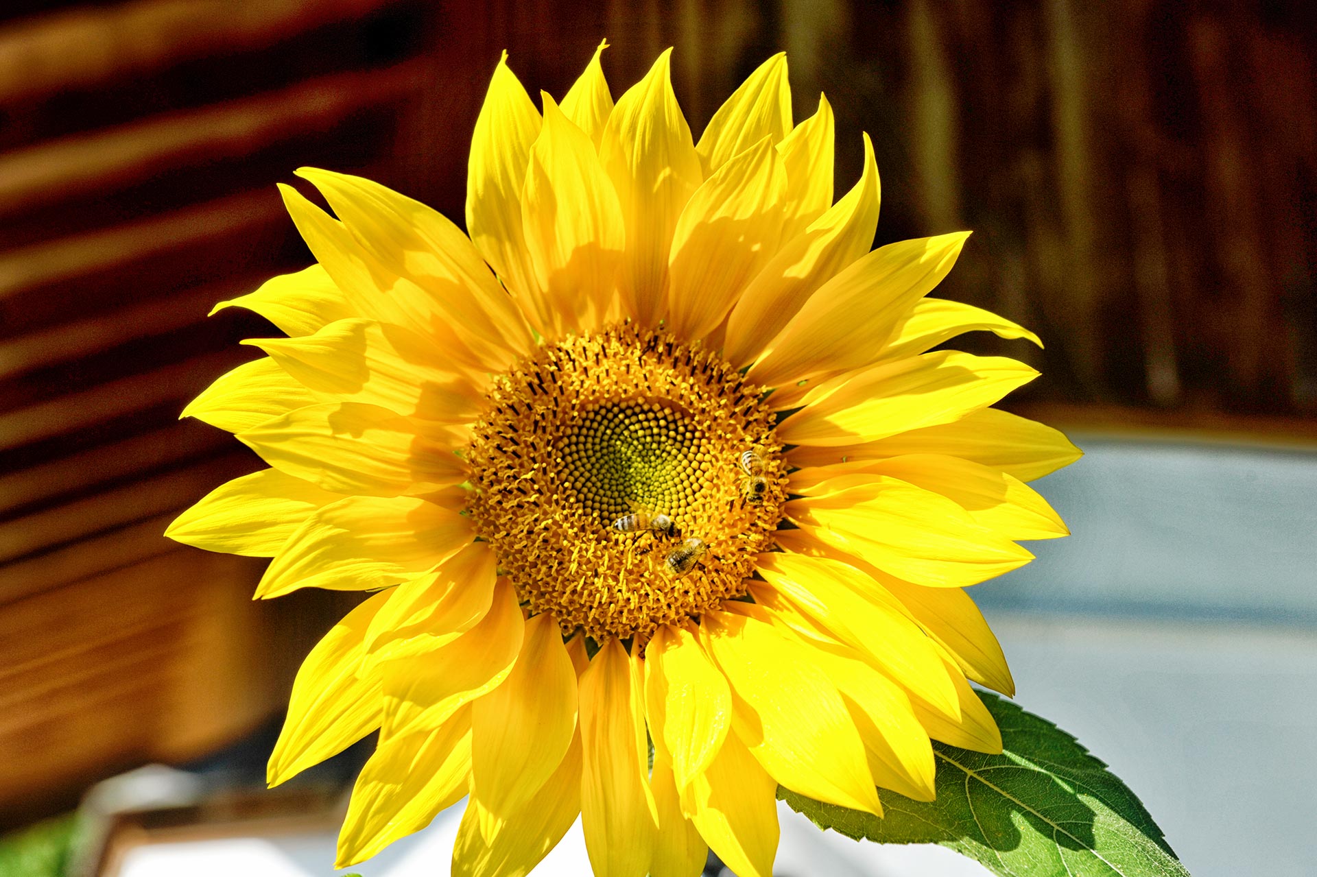 Sonnenblumen Bienen