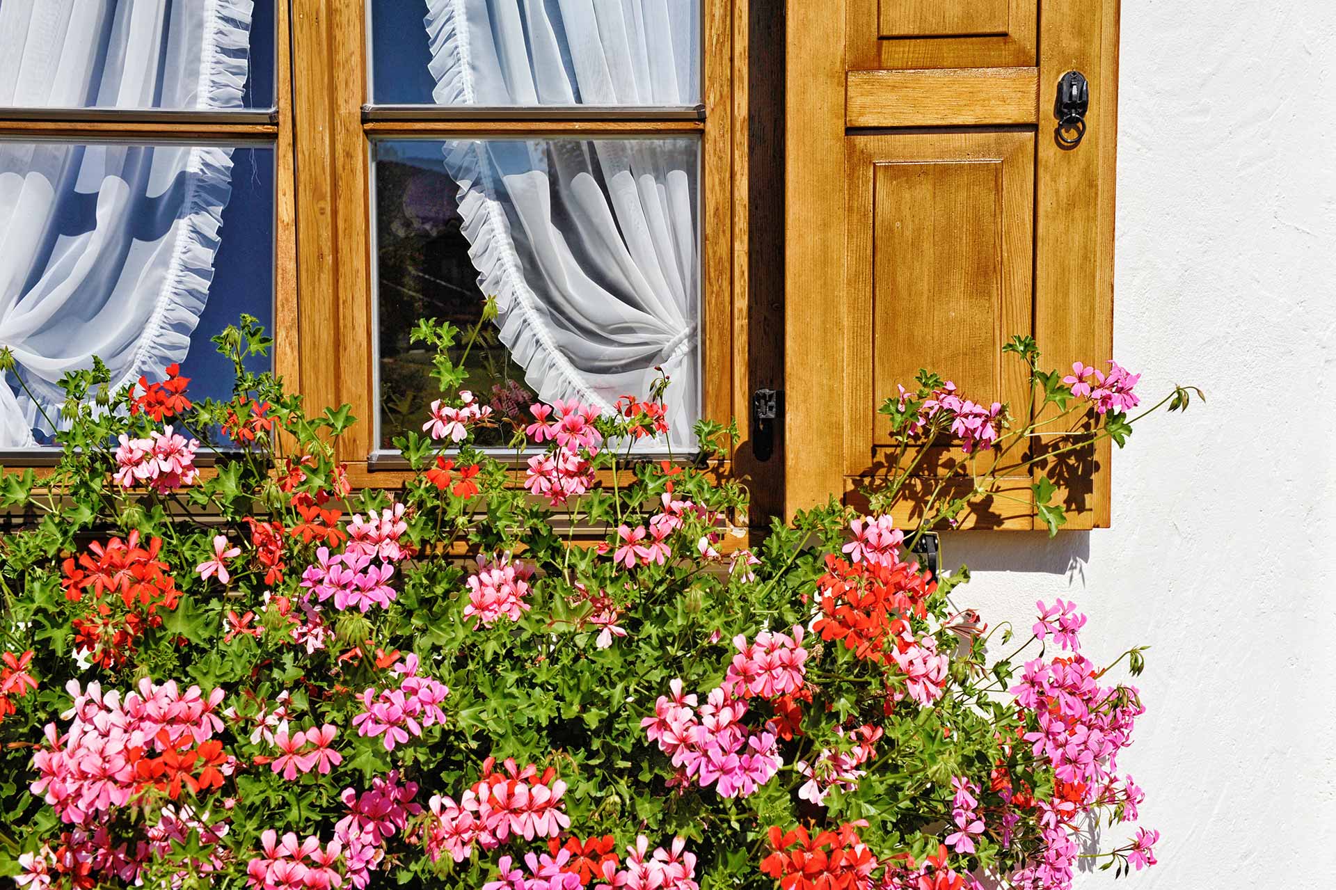 Geranien am Fenster